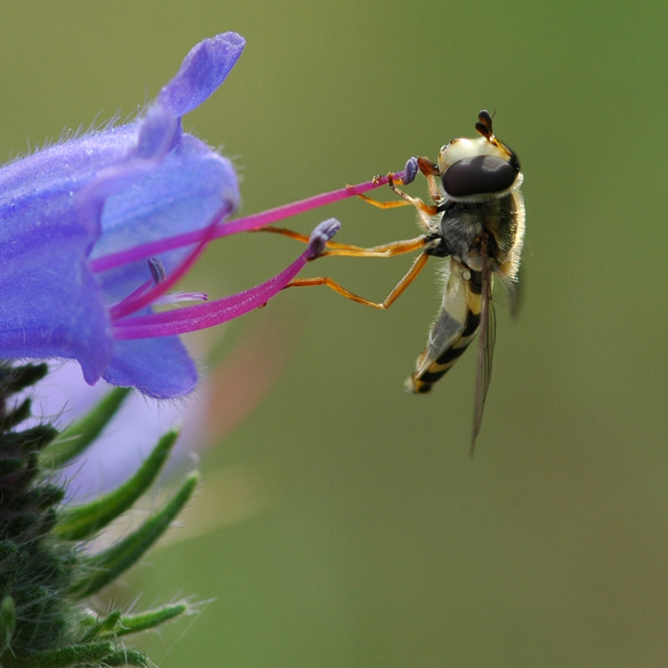 Eupeodes luniger